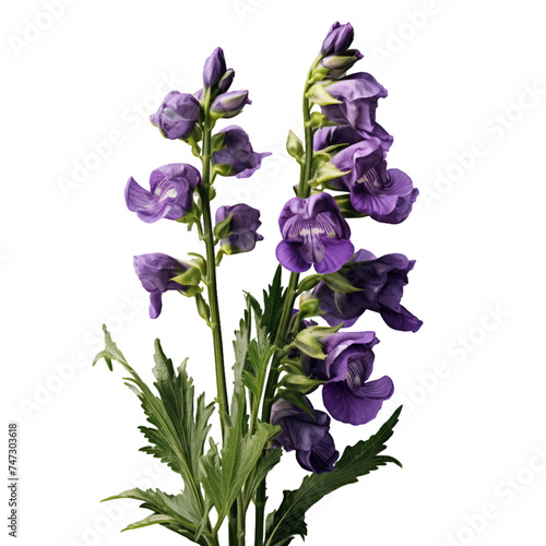 monkshood isolated on transparent background, png photo