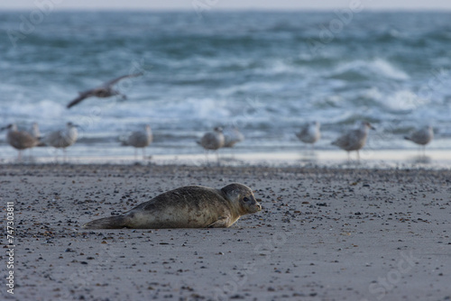 Female grey seal at the beach with gulls in the background.