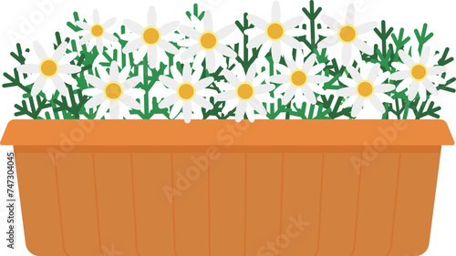 プランターに入った白いマーガレットのイラスト