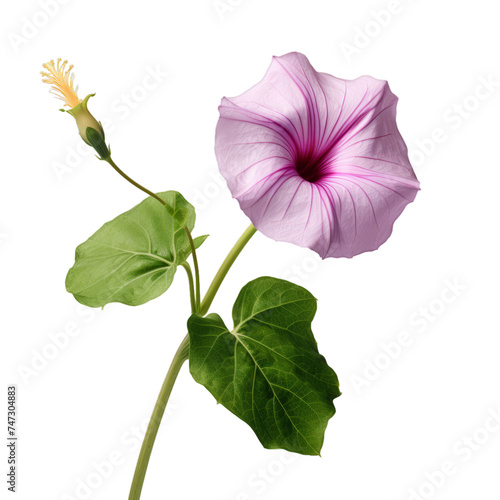 morning glory isolated on transparent background, png