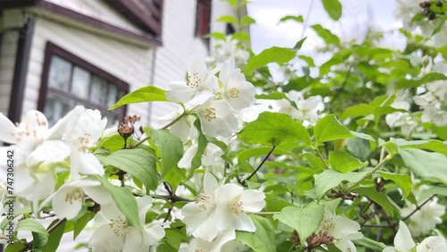 Close up of bumblebee picking nectar from jasmine blossoms