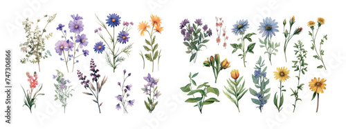 Vibrant Collection of Various Blooming Wildflowers Isolated on White