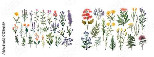 Vibrant Collection of Illustrated Wildflowers Showcasing Biodiversity and Natural