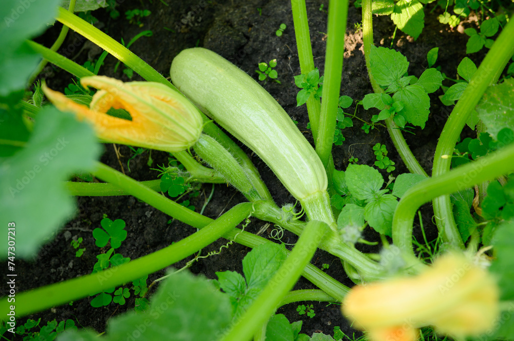 Obraz premium Green organic zucchini flowers and zucchini fruit on a vine growing outdoors in a garden bed. Organic gardening, agriculture, vegetable growing.