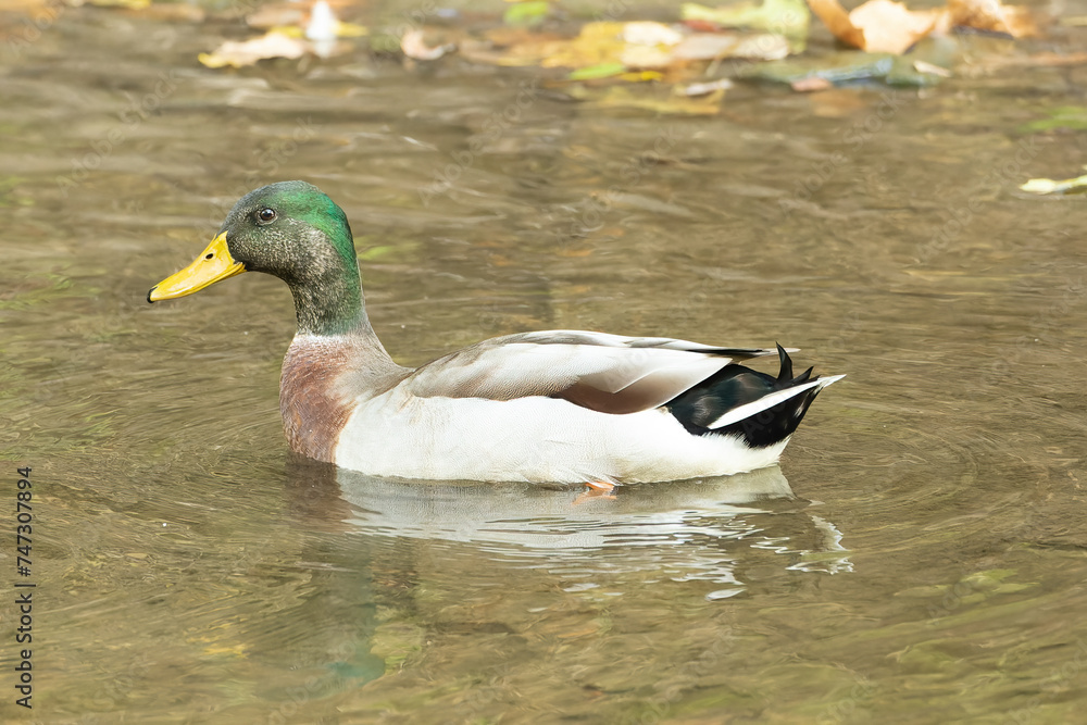 Fototapeta premium Mallard (Anas platyrhynchos)