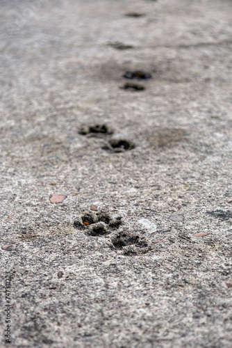 Cat paw prints imprinted in a concrete path. Animal track footprint wallpaper. Damaged cement floor, problems at a construction site. Selective focus.