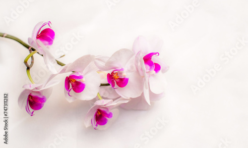 The branch of purple orchids on white fabric background  © licvin