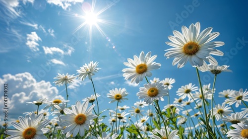 Field of daisies and grass under the sunny blue sky with scattered clouds © Pronpipat