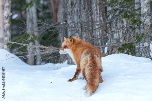 冬のもモフモフなキタキツネ（北海道） photo