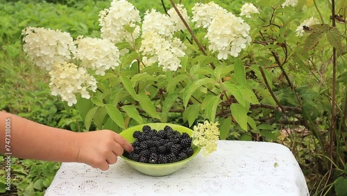 Children eating blackberry from glass bowl at the table in summer outdoors