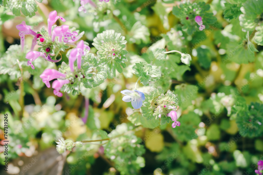 日本庭園に咲く美しい菜の花とウグイス 日本庭園に咲く美しい菜の花とウグイス