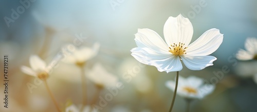 A detailed view of a white flower in sharp focus against a blurred background. The delicate petals and intricate details of the flower are highlighted in this close-up shot.