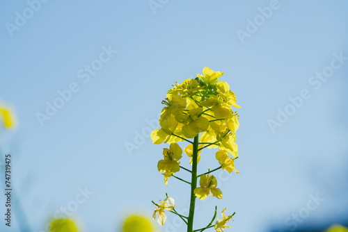 日本庭園に咲く美しい菜の花とウグイス