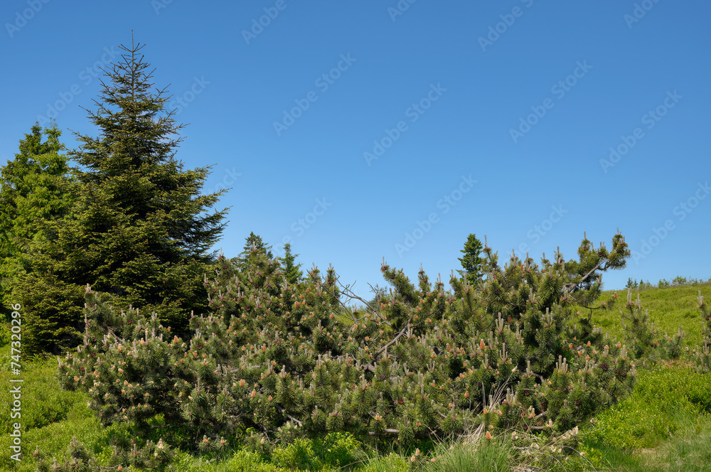 mountain pine resp.Pinus mugo,Kahler Asten Mountain,Sauerland,Germany mountain pine resp.Pinus mugo,Kahler Asten Mountain,Sauerland,Germany