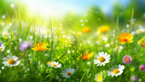 Sunny spring meadow with colorful flowers. Nature background.
