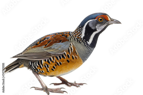Quail isolated on transparent background