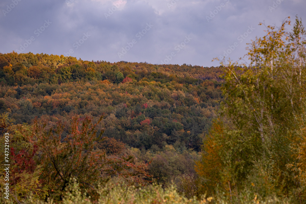A beautiful autumn landscape with a huge colorful forest. Astonishing view into the woods colored in golden and yellow during fall season A beautiful autumn landscape with a huge colorful forest. Astonishing view into the woods colored in golden and yellow during fall season
