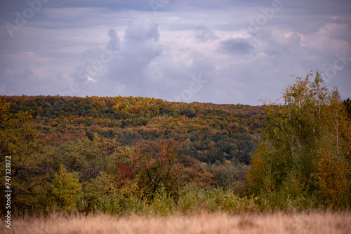 A beautiful autumn landscape with a huge colorful forest. Astonishing view into the woods colored in golden and yellow during fall season