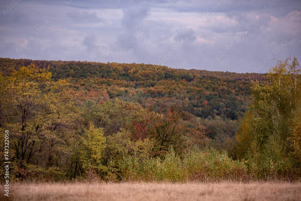 Fototapeta premium A beautiful autumn landscape with a huge colorful forest. Astonishing view into the woods colored in golden and yellow during fall season