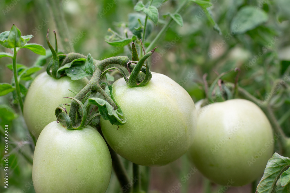 Large green tomatoes growing on a branch in open ground, close-up. Growing and caring for vegetables