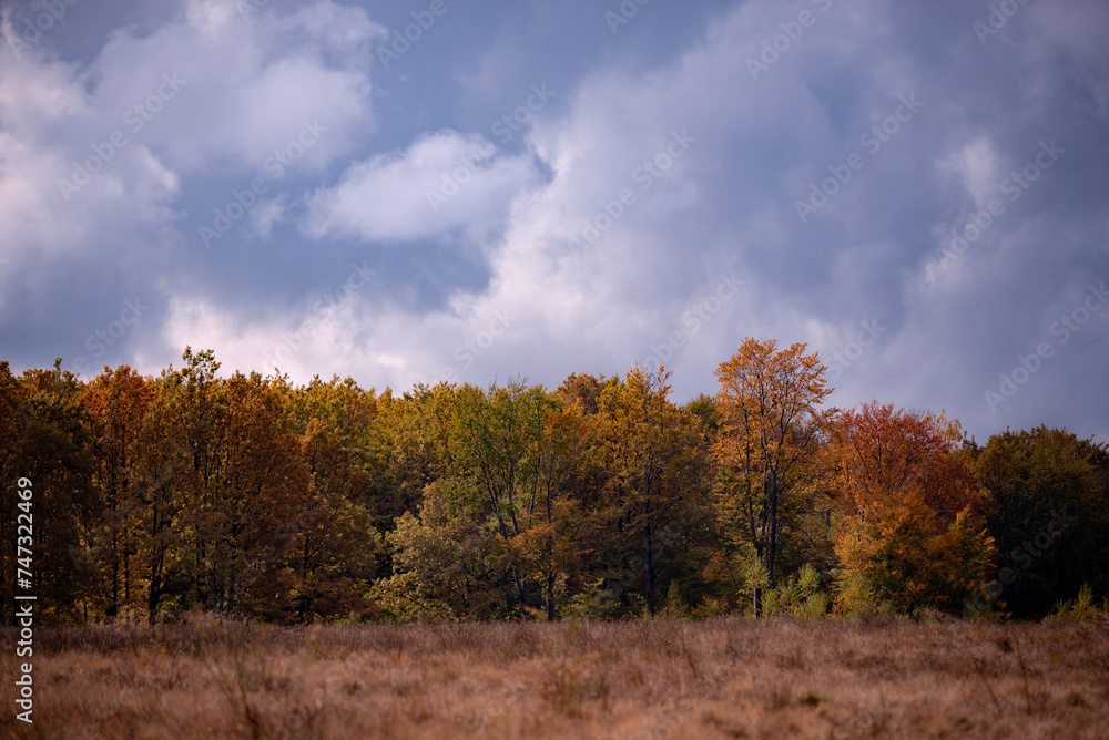 A beautiful autumn landscape with a huge colorful forest. Astonishing view into the woods colored in golden and yellow during fall season A beautiful autumn landscape with a huge colorful forest. Astonishing view into the woods colored in golden and yellow during fall season