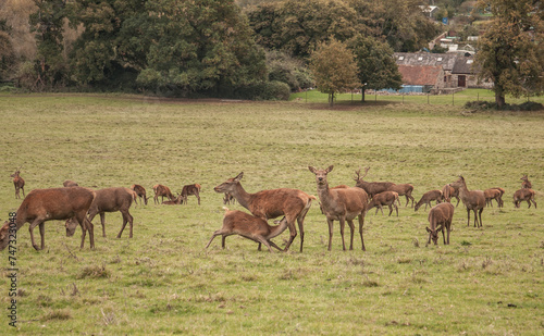 Large herd of deer in the field of Ashton Court Estate in Bristol, UK. 