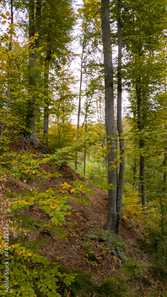 A beautiful autumn landscape with a huge colorful forest. Astonishing view into the woods colored in golden and yellow during fall season A beautiful autumn landscape with a huge colorful forest. Astonishing view into the woods colored in golden and yellow during fall season