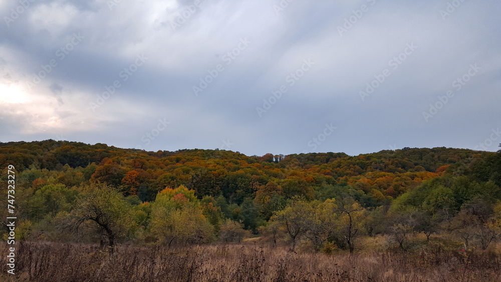 A beautiful autumn landscape with a huge colorful forest. Astonishing view into the woods colored in golden and yellow during fall season A beautiful autumn landscape with a huge colorful forest. Astonishing view into the woods colored in golden and yellow during fall season