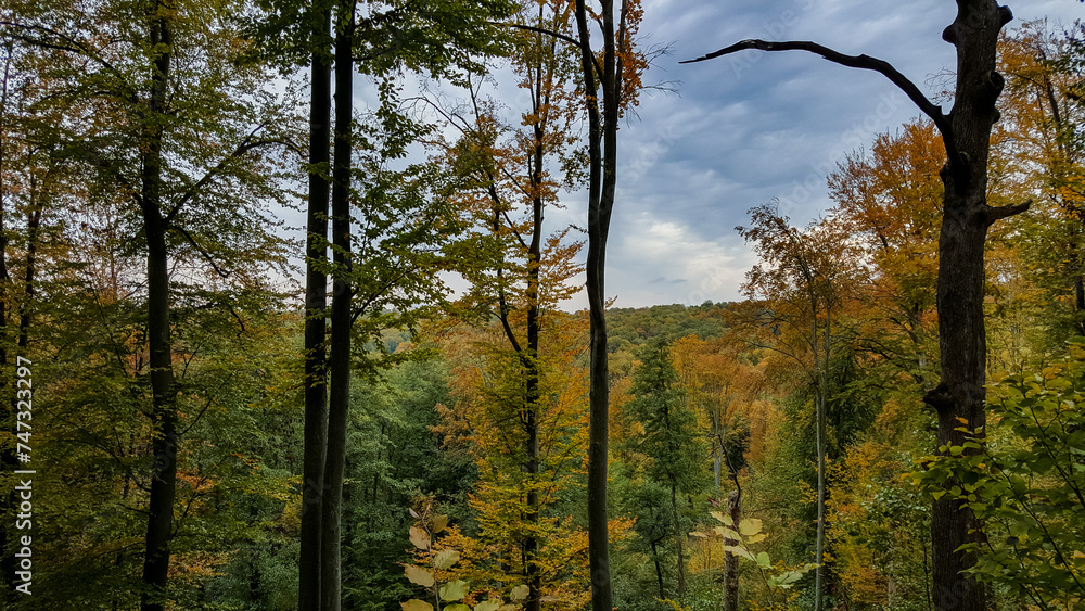 Fototapeta premium A beautiful autumn landscape with a huge colorful forest. Astonishing view into the woods colored in golden and yellow during fall season