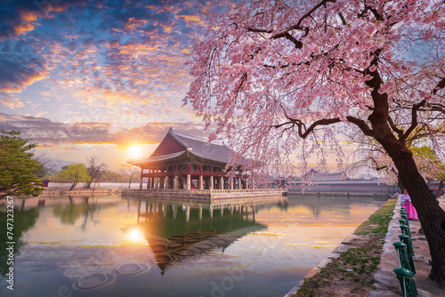 Gyeongbokgung palace in sunset with cherry blossom tree in spring time in Seoul, South Korea.