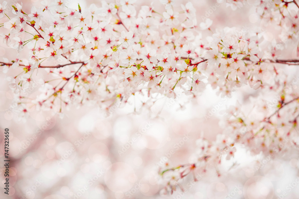 Fototapeta premium Cherry blossom flower in spring for background or copy space for text