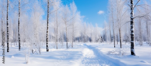 A path winds through a snow-covered forest in winter, with birch and pine trees blanketed in snow. The magical blue sky contrasts with the white landscape, creating a serene and wintery scene. © AkuAku