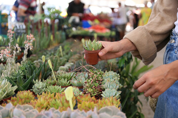 Cropped shot of woman shopping for different cactuses and succulents in flowers store. Bunch of plants in pots for sale in greenhouse market. Close up, copy space for text, background, top view.