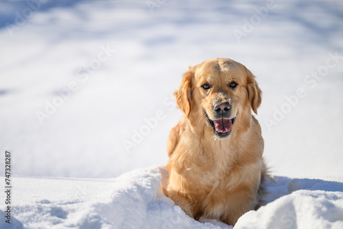 golden retriever on winter background