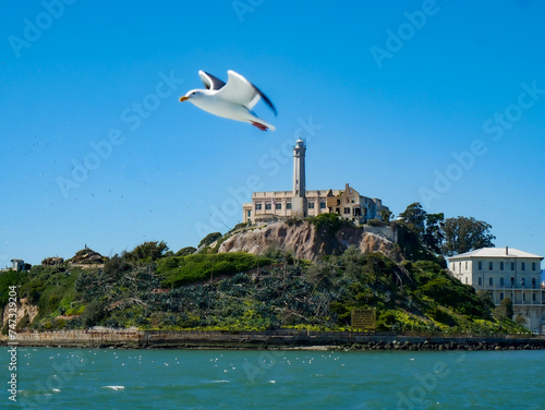 Seagull Flying Over San Francisco Bay in Front of Alcatraz 02