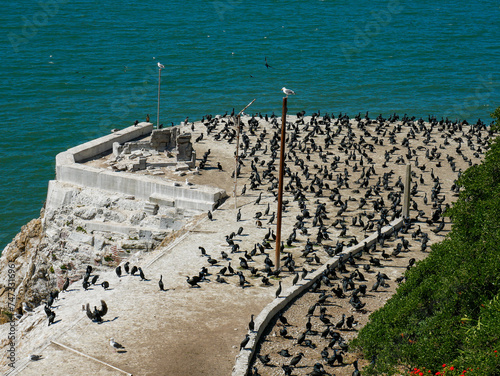 Flock of Brandt's cormorant birds resting on the tip of Alcatraz in San Francisco Bay