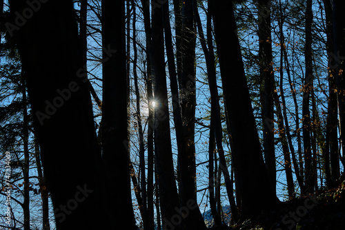 Sonne scheint durch die Bäume im Wald durch.