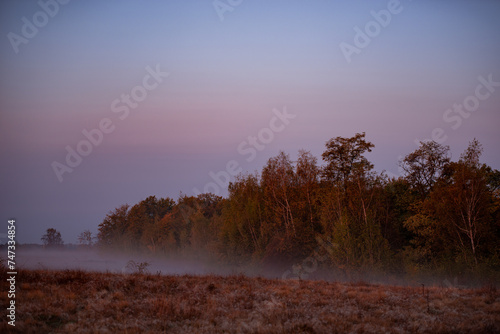 Early morning dreamscape in the wild forest. Foggy weather in the autumn season