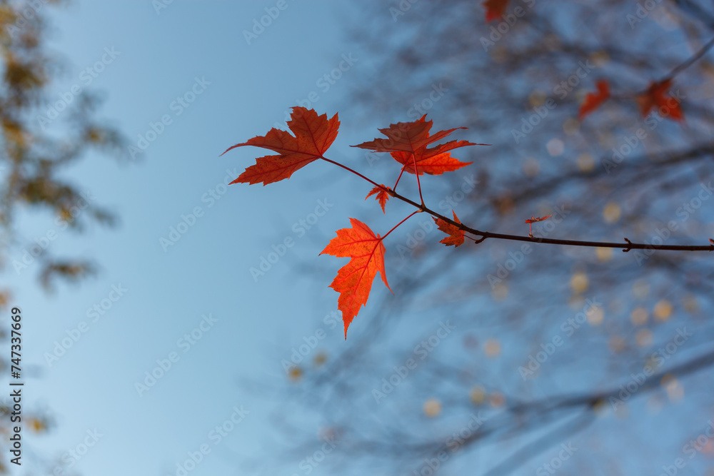 red maple leaves on a tree branch in sunlight against a blue sky background red maple leaves on a tree branch in sunlight against a blue sky background