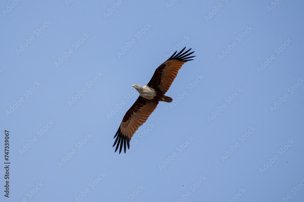Naklejka premium Brahminy kite (Haliastur indus) spreads its wings, flying in the blue sky. This bird is also known as the Red-backed Sea Eagle, Red-backed Kite, Chestnut-white Kite, and Rufous Eagle. 