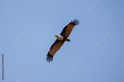 Brahminy kite  Haliastur indus  spreads its wings  flying in the blue sky. This bird is also known as the Red-backed Sea Eagle  Red-backed Kite  Chestnut-white Kite  and Rufous Eagle. 