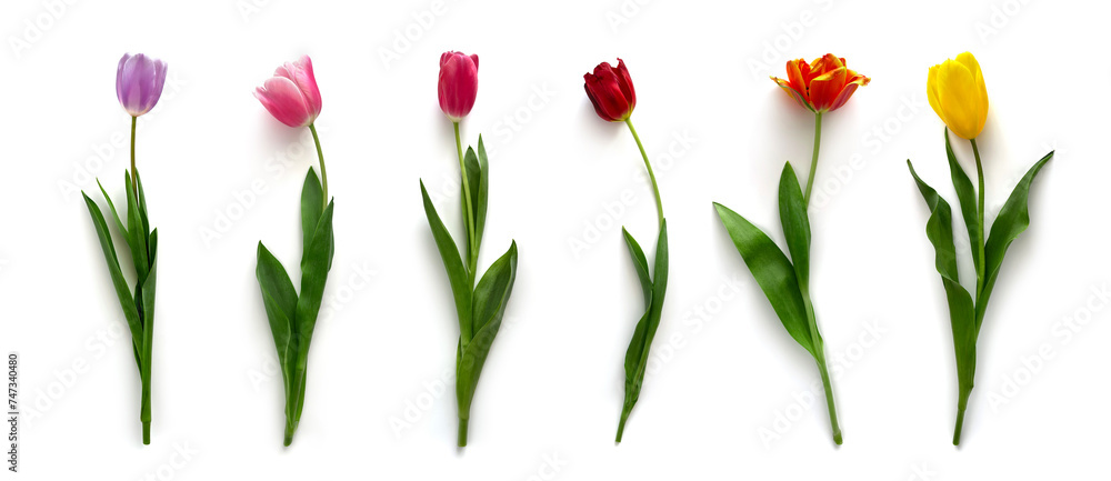 Obraz premium Сolorful tulips flowers isolated on white background. Floral banner. Greeting card, Valentines day, 8 march, Womens day, Mothers day, top view