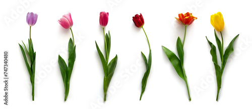 Сolorful tulips flowers isolated on white background. Floral banner. Greeting card, Valentines day, 8 march, Womens day, Mothers day, top view