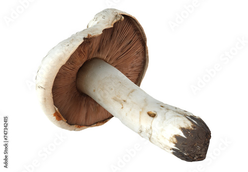 Agaricus campestris