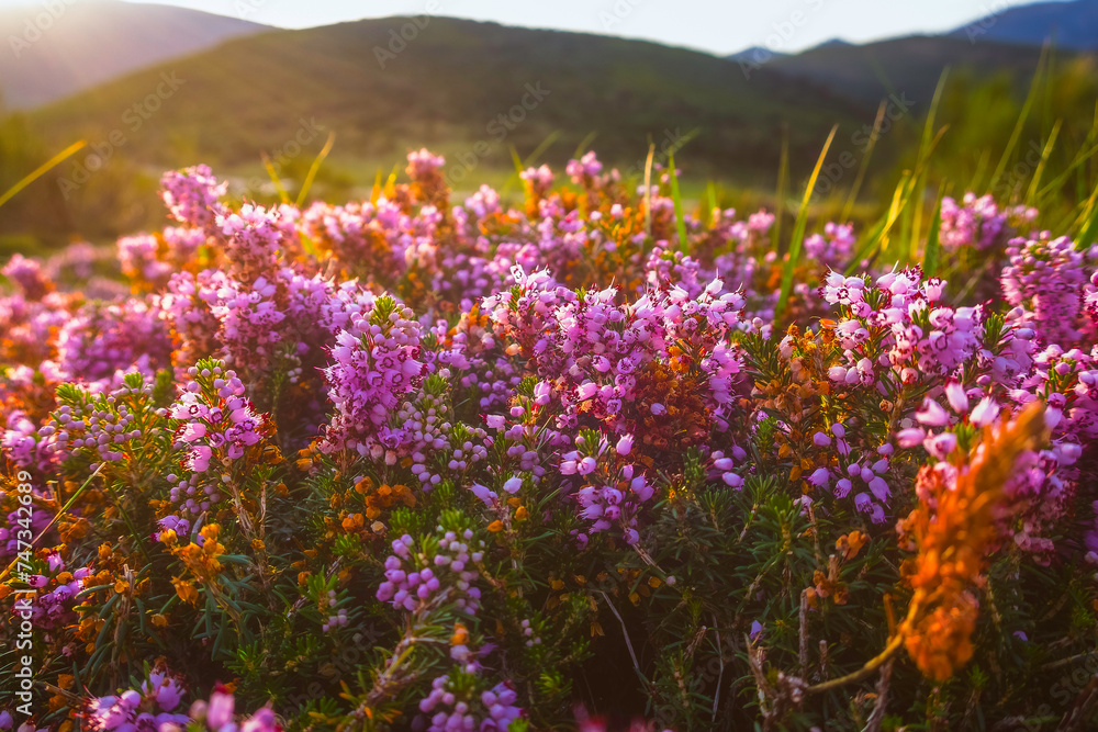 Heather flowers
