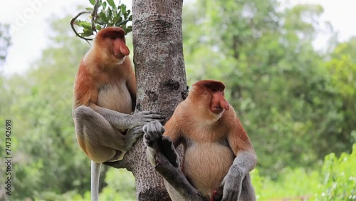 Proboscis Monkey in Borneo rainforest Sandakan Malaysia photo