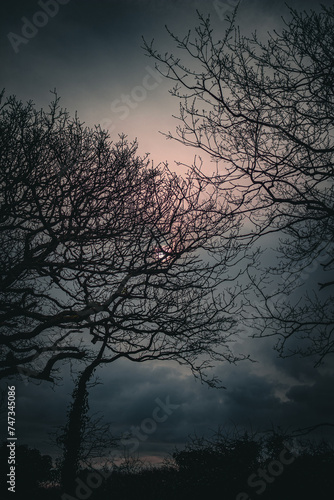Winter sun and Trees © My Cornish Maid