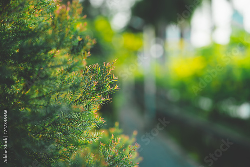 Abstract blur nature view of dark green leaf on greenery background with copy space using as background and ecology concept