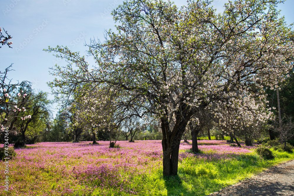 Almond blossom trees with rose flowers 