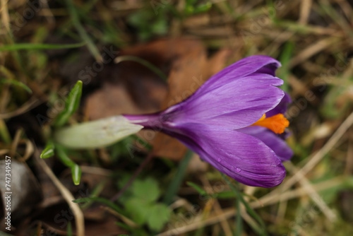 Purple crocus flower in the spring garden, close-up